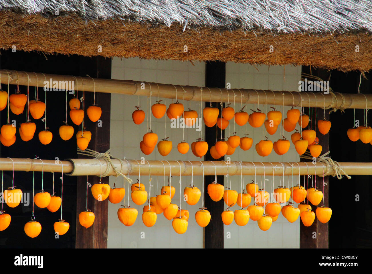 Drying pealed persimmon fruit to make Korogaki Yamanashi Japan Stock ...