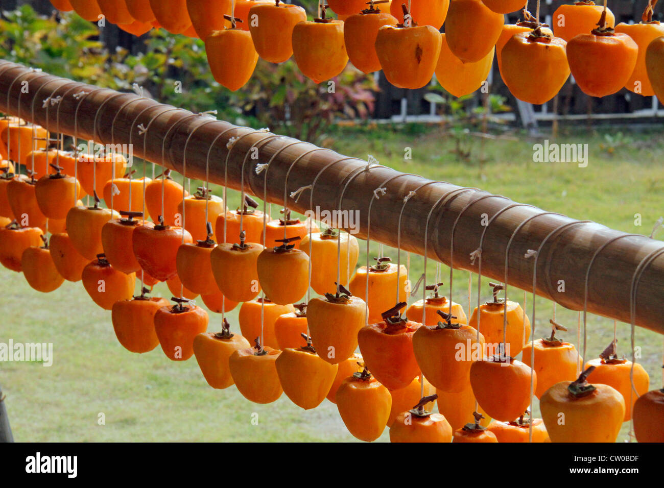 Drying pealed persimmon fruit to make Korogaki Yamanashi Japan Stock ...