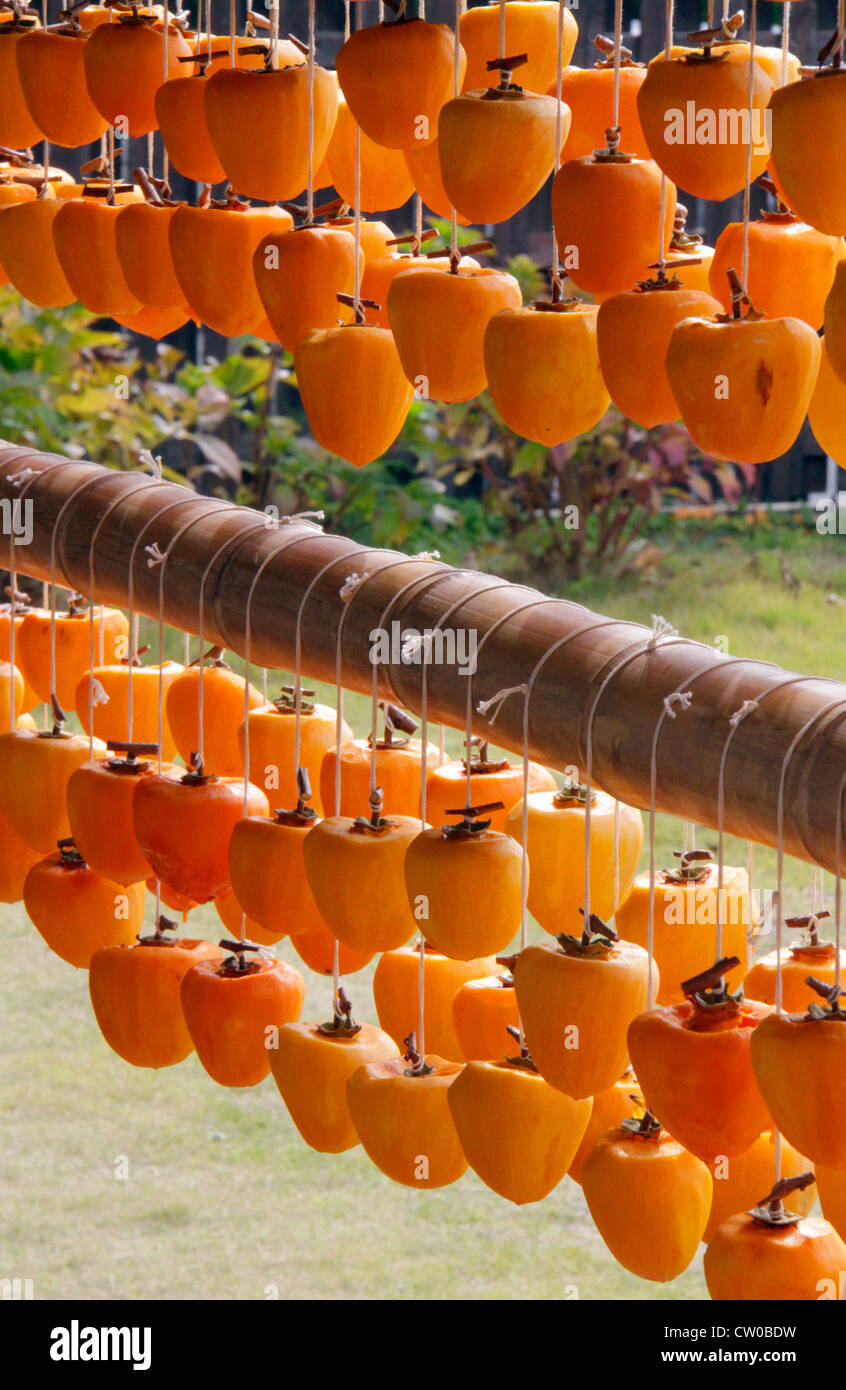 Drying pealed persimmon fruit to make Korogaki Yamanashi Japan Stock ...