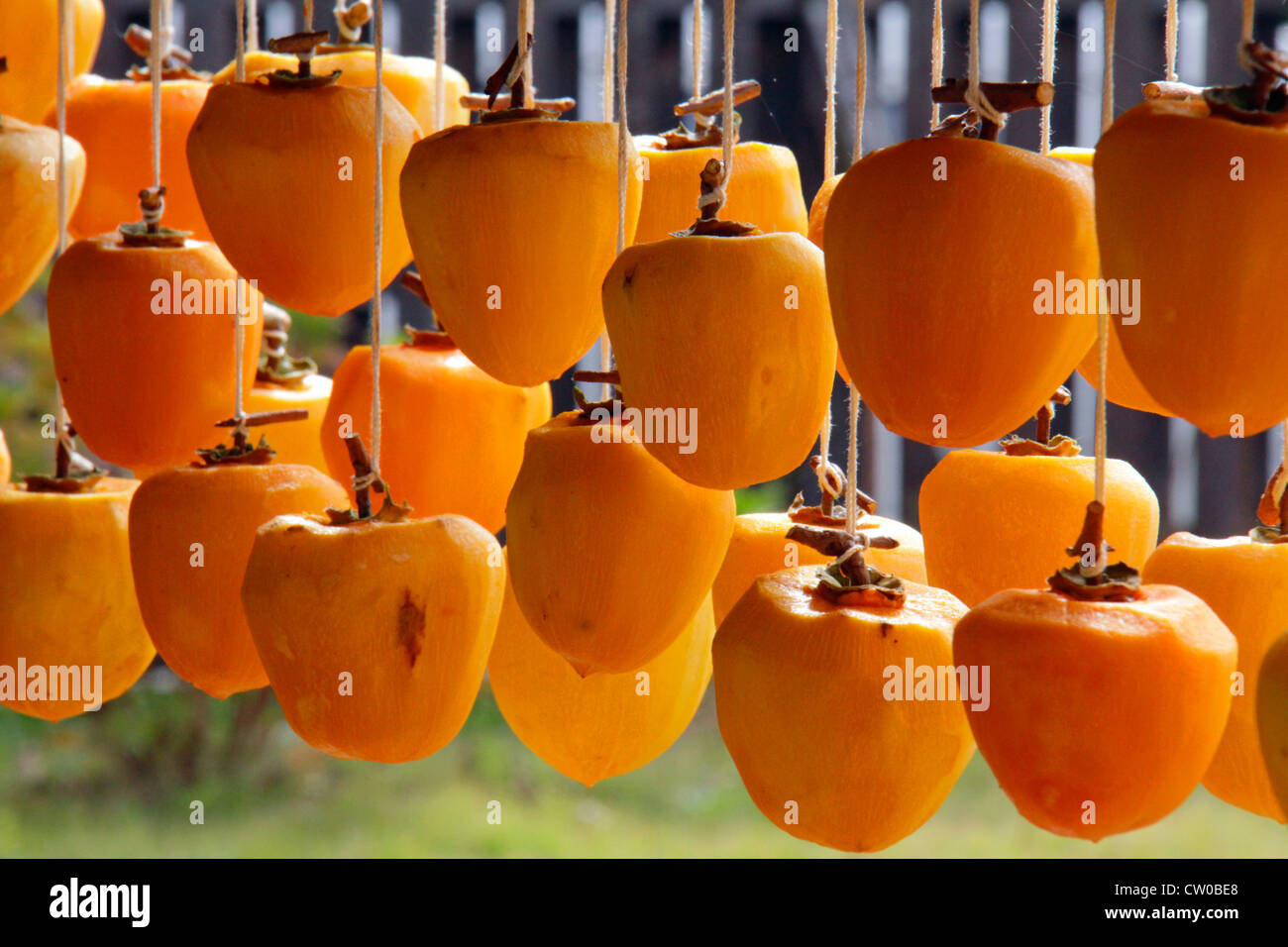 Drying pealed persimmon fruit to make Korogaki Yamanashi Japan Stock ...