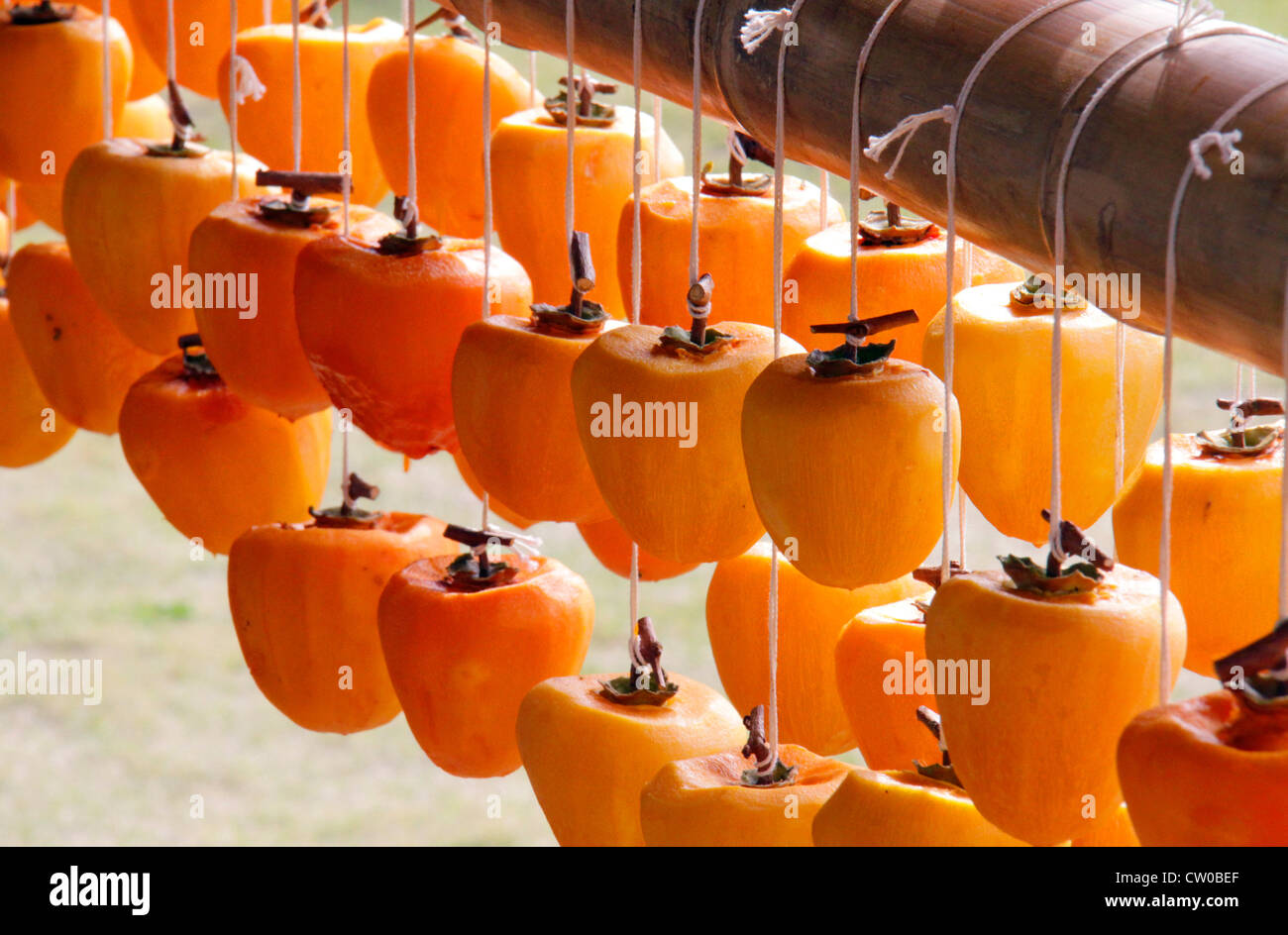 Drying pealed persimmon fruit to make Korogaki Yamanashi Japan Stock ...