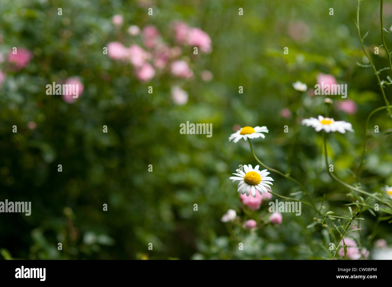 Serene wildflowers hi-res stock photography and images - Alamy