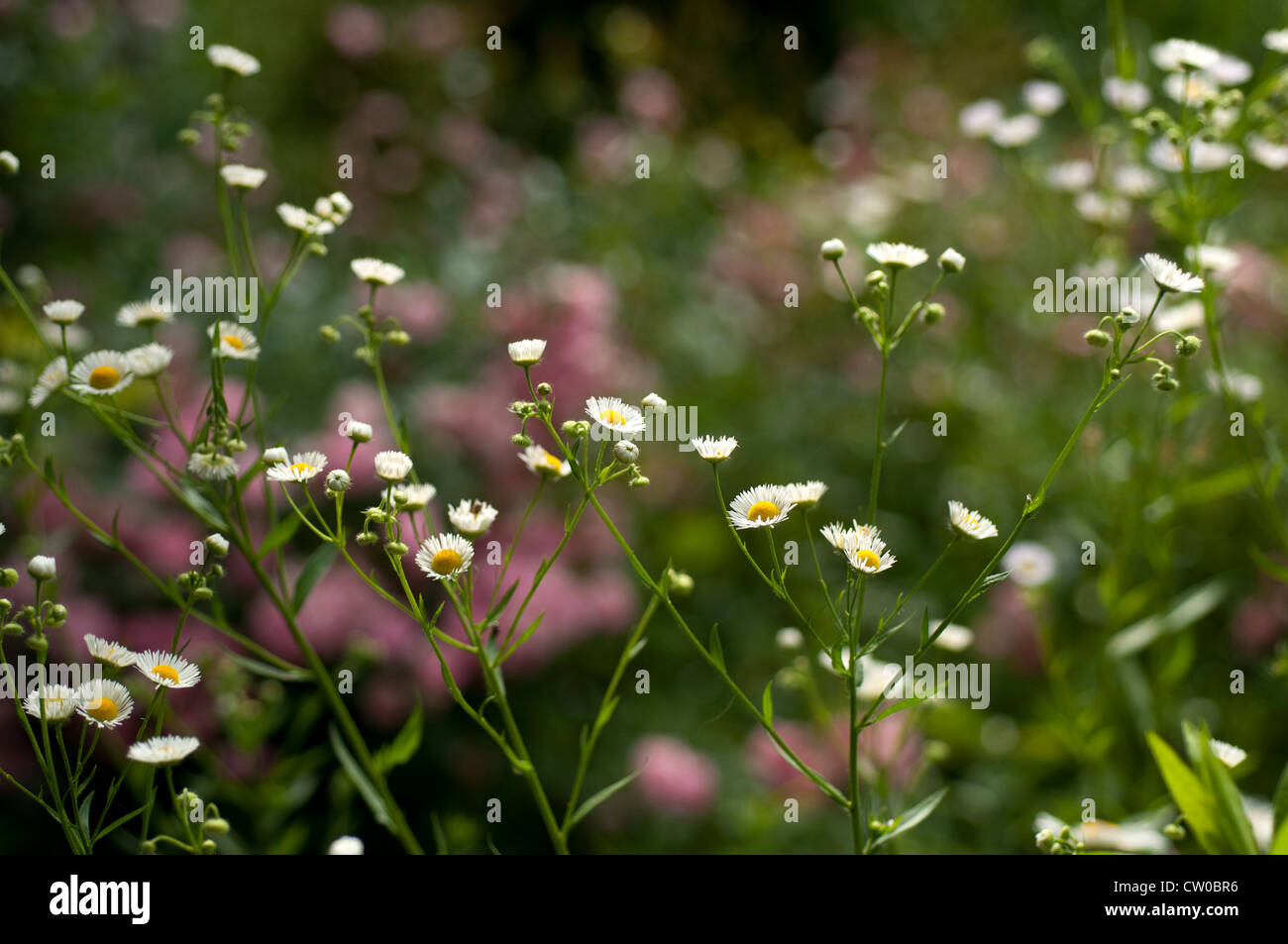 Wildflowers. Stock Photo