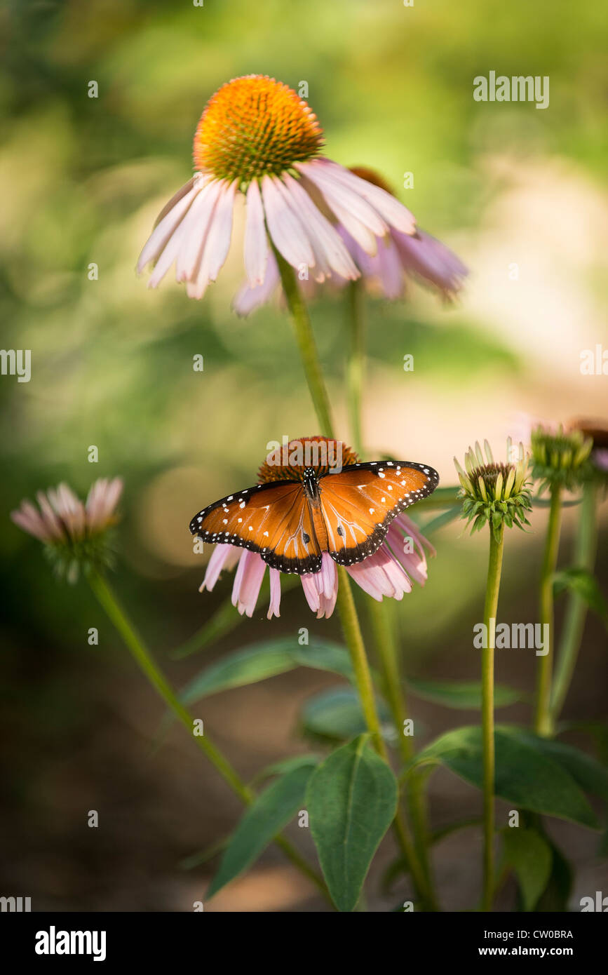 Flower and butterfly hi-res stock photography and images - Alamy