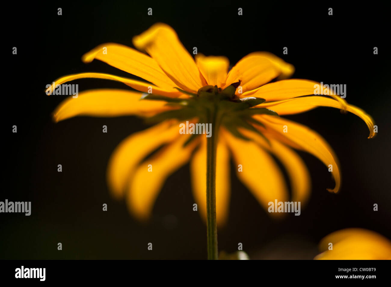 Black eyed Susan Stock Photo Alamy
