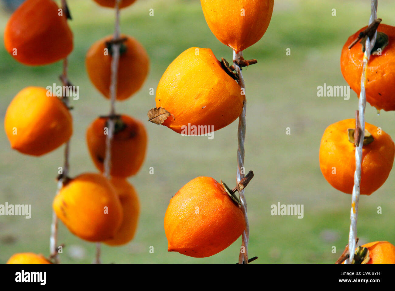 Drying pealed persimmon fruit to make Korogaki Yamanashi Japan Stock ...
