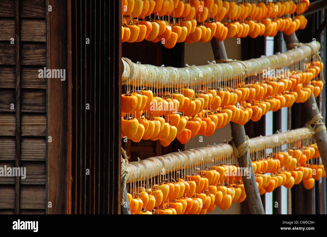 Drying pealed persimmon fruit to make Korogaki Yamanashi Japan Stock ...