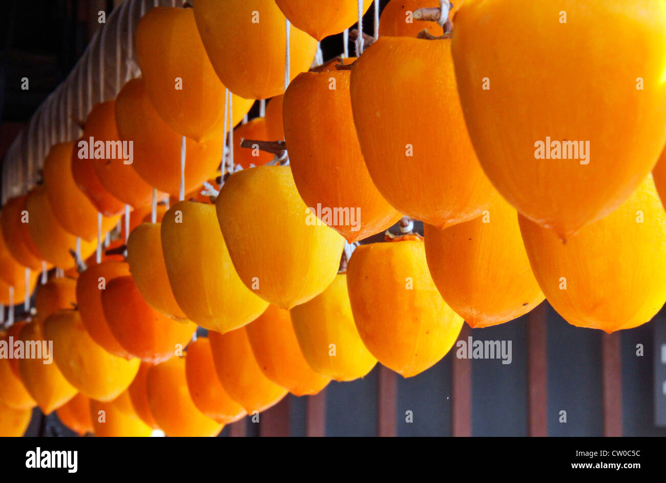 Drying pealed persimmon fruit to make Korogaki Yamanashi Japan Stock ...