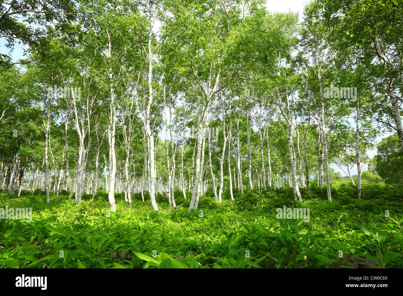 Japanese white birch tree hires stock photography and images Alamy