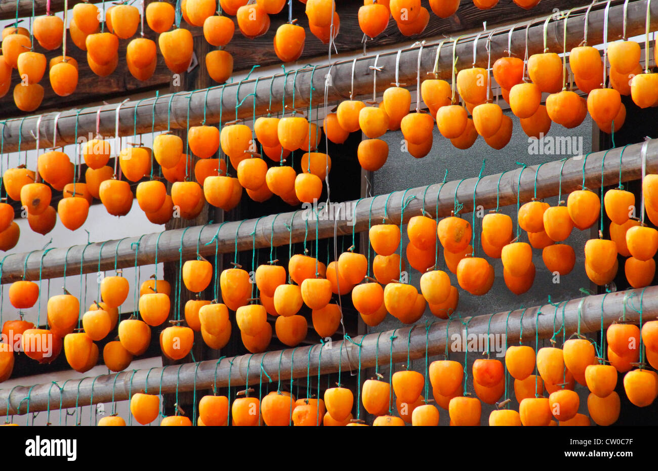 Drying pealed persimmon fruit to make Korogaki Yamanashi Japan Stock ...