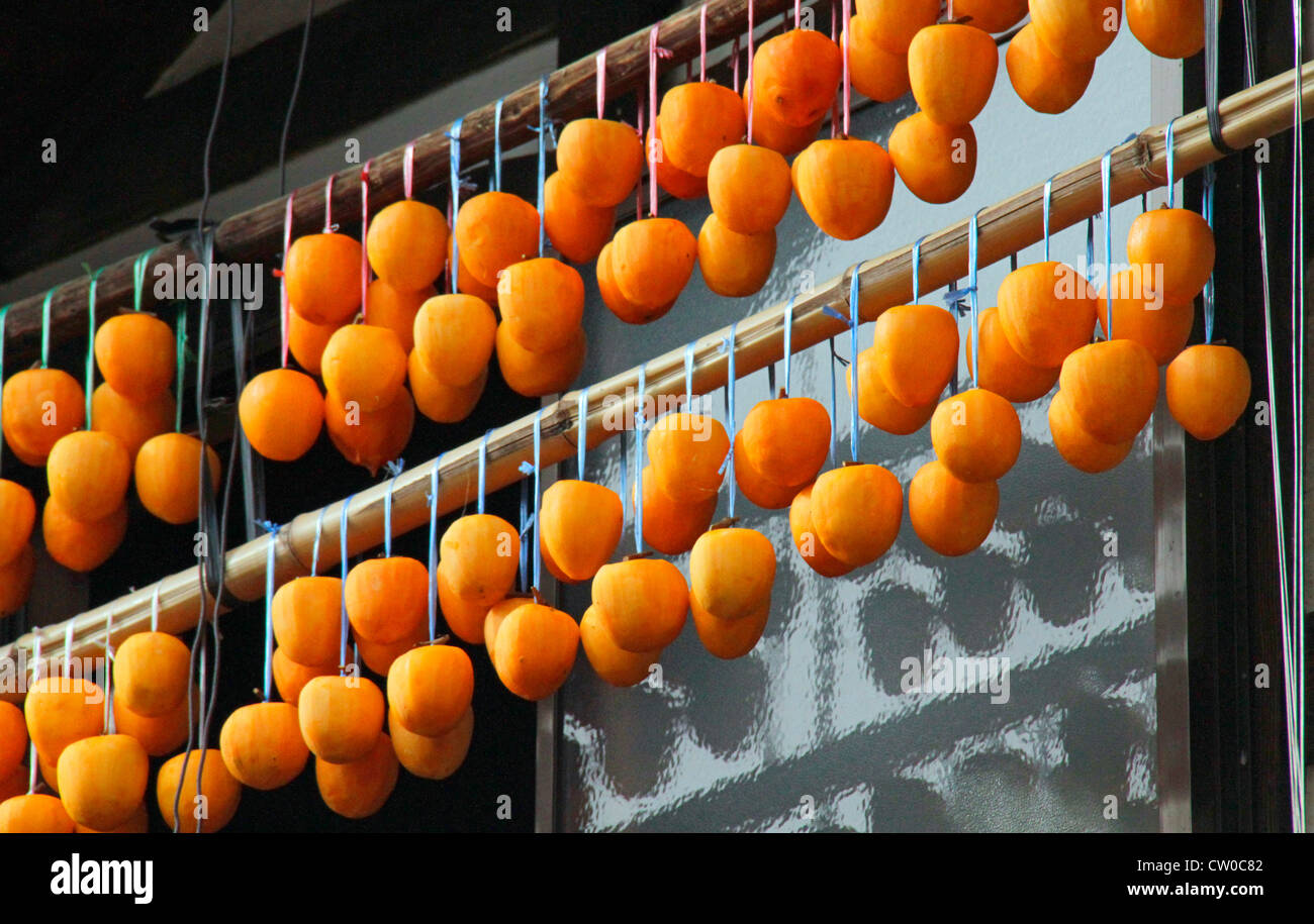 Drying pealed persimmon fruit to make Korogaki Yamanashi Japan Stock ...