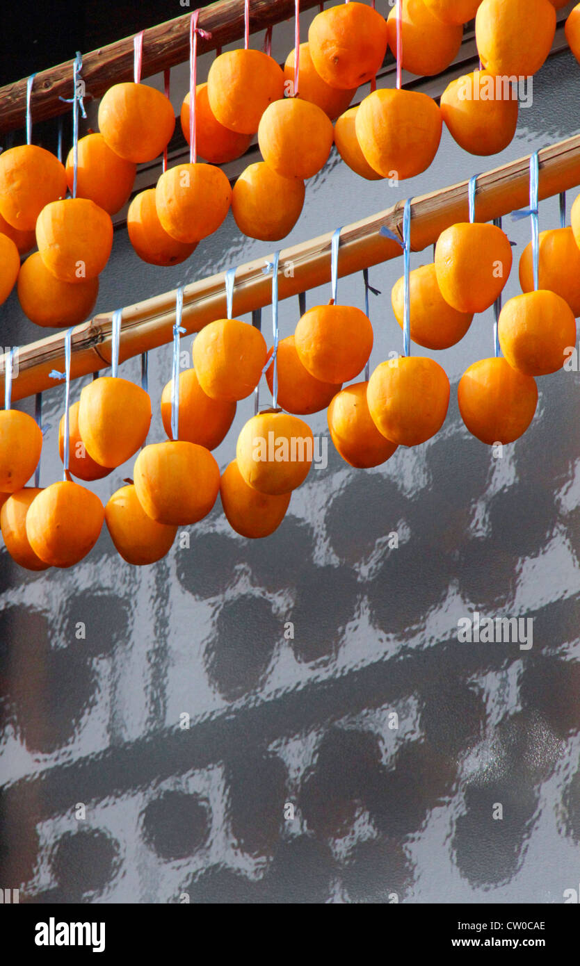 Drying pealed persimmon fruit to make Korogaki Yamanashi Japan Stock ...
