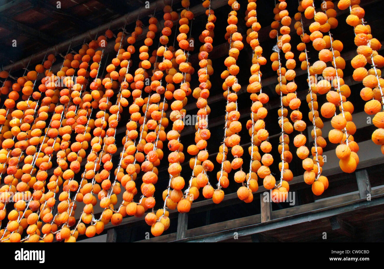 Drying pealed persimmon fruit to make Korogaki Yamanashi Japan Stock ...