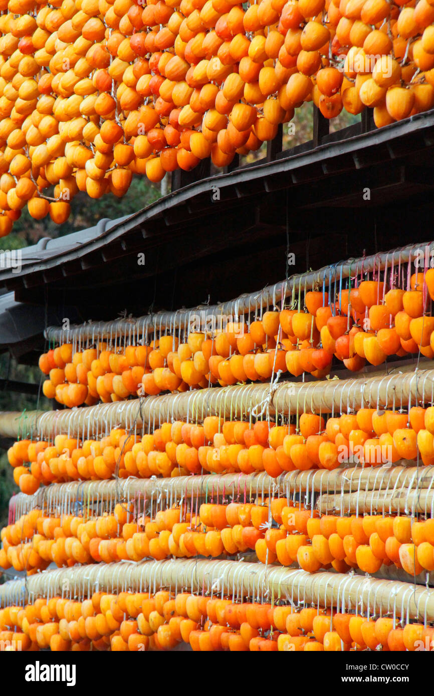 Drying pealed persimmon fruit to make Korogaki Yamanashi Japan Stock ...