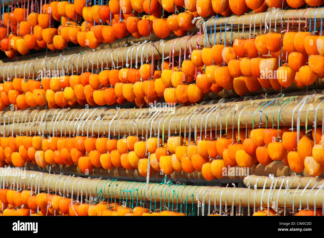 Drying pealed persimmon fruit to make Korogaki Yamanashi Japan Stock ...