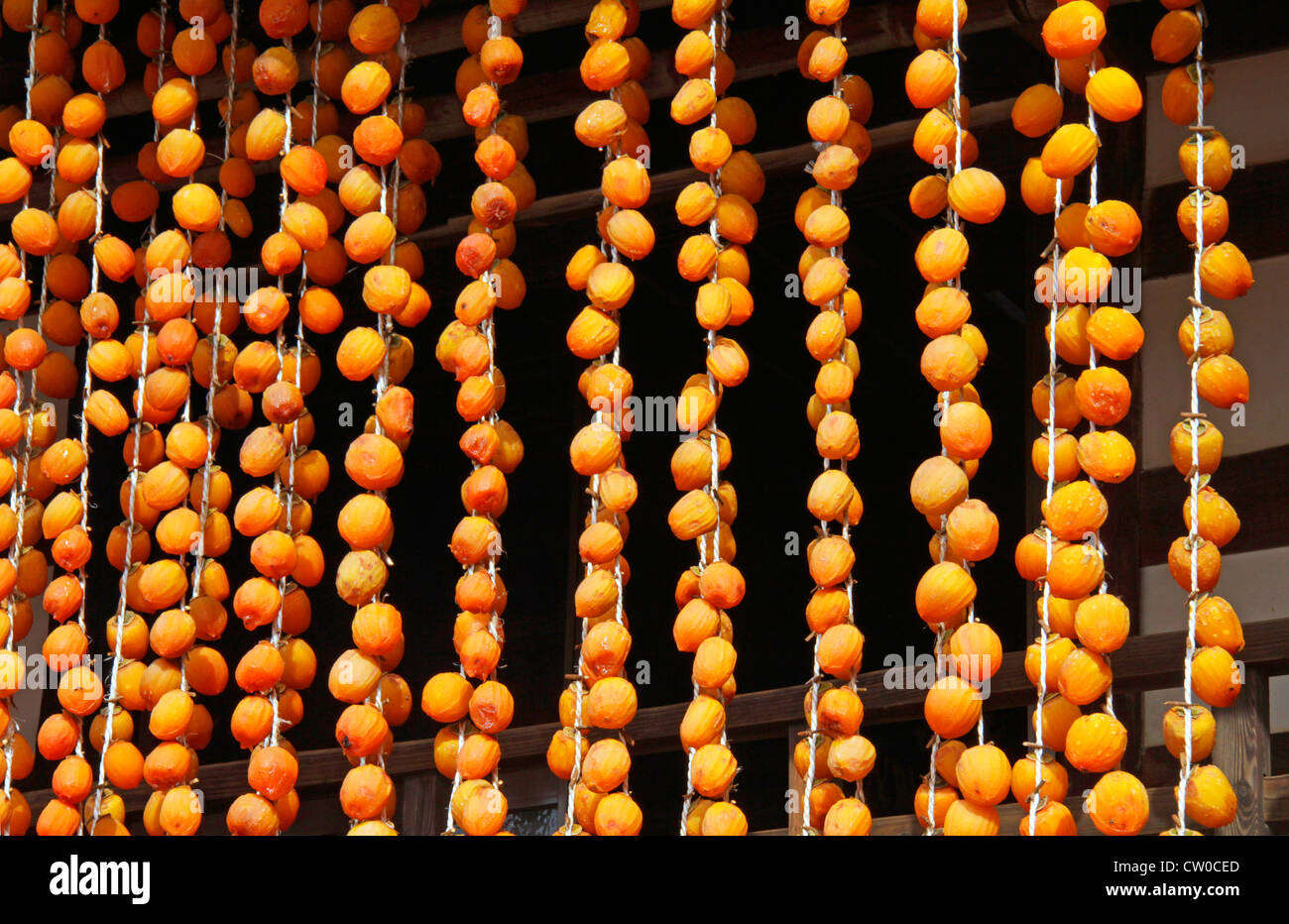 Drying pealed persimmon fruit to make Korogaki Yamanashi Japan Stock ...