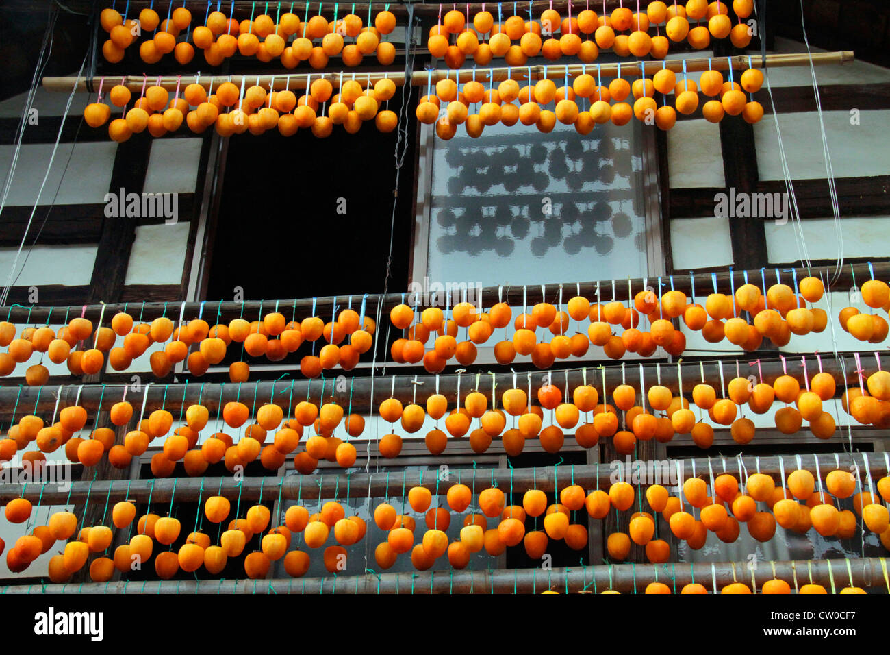 Drying pealed persimmon fruit to make Korogaki Yamanashi Japan Stock ...