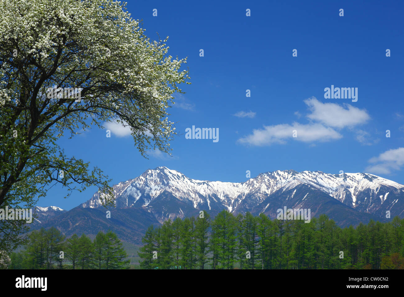 Tree of Malus Sieboldii and Mt. Yatsugatake, Nagano, Japan Stock Photo