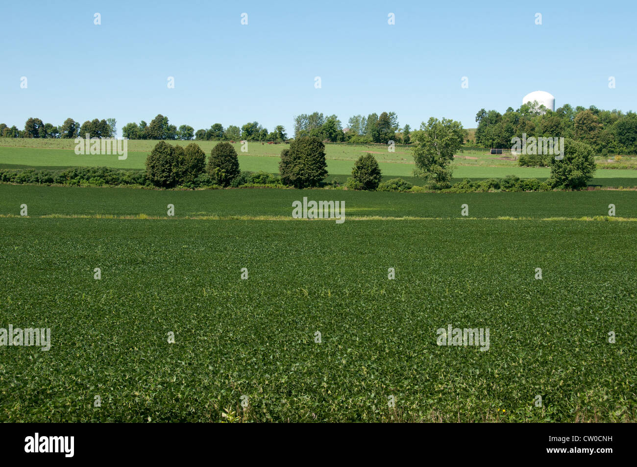 Soybean plantation hi-res stock photography and images - Alamy