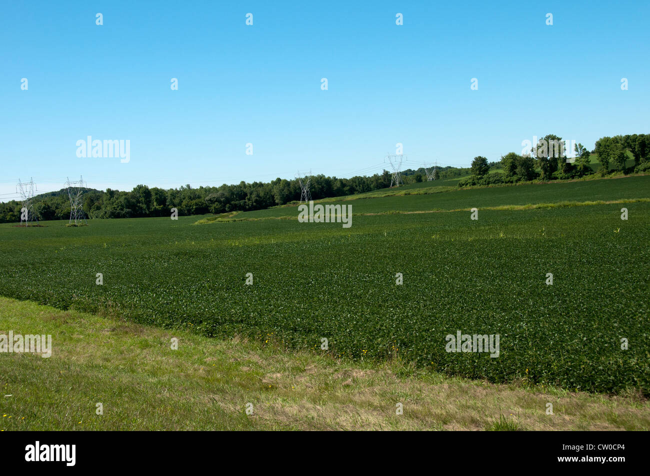 Soybean plantation hi-res stock photography and images - Alamy