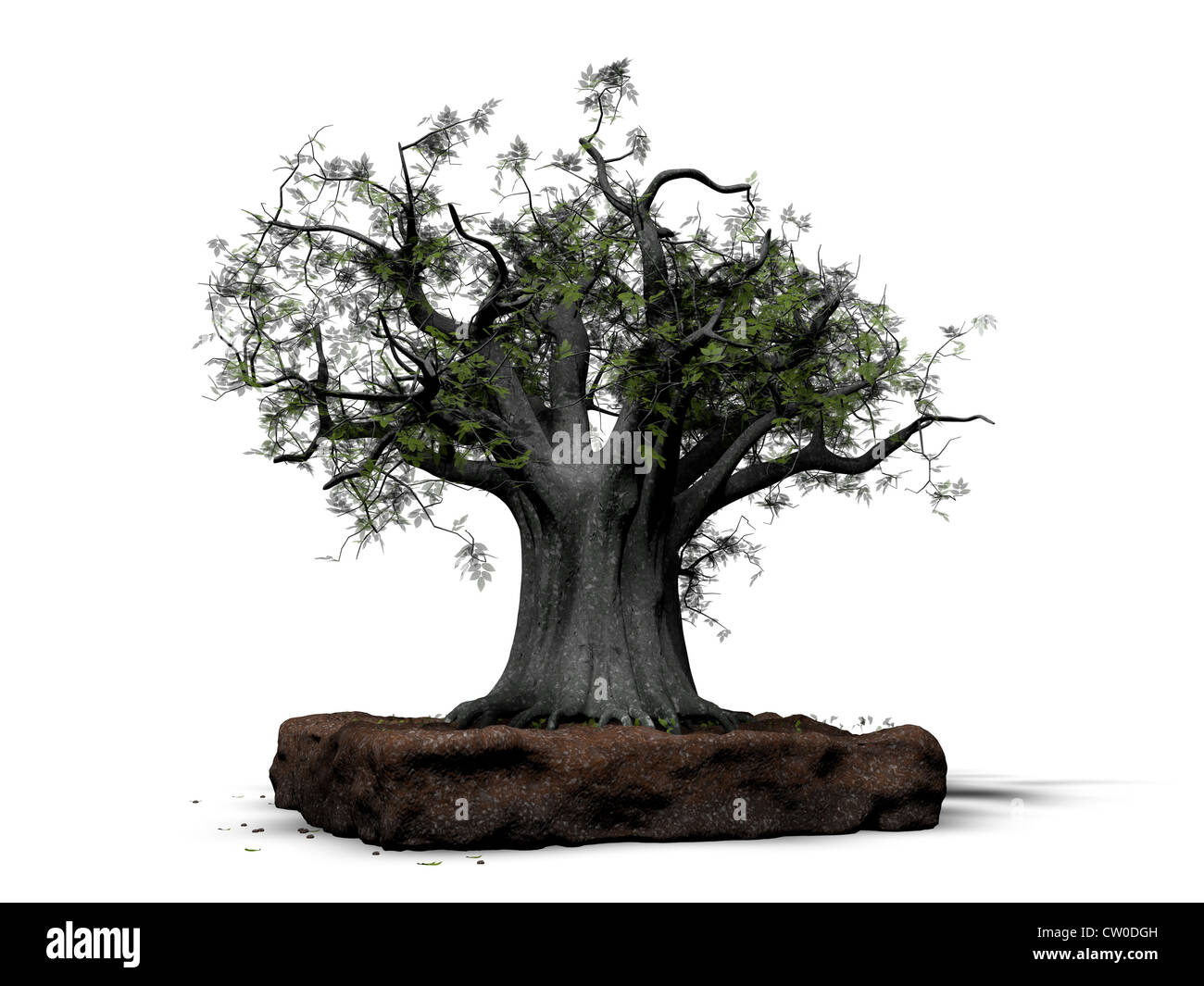 bonsai isolated on white background Stock Photo - Alamy