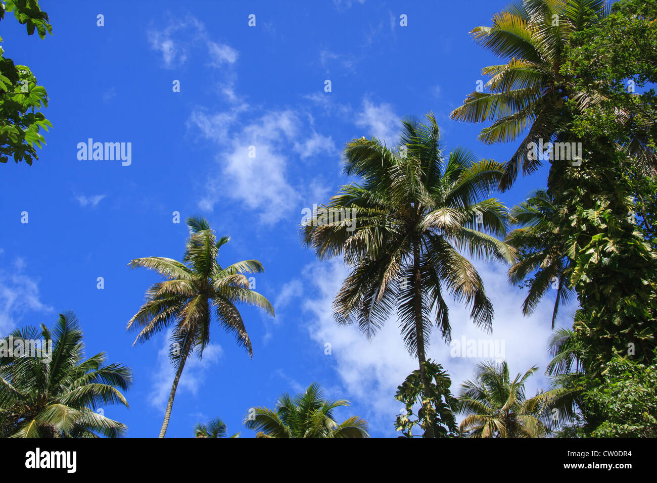 Jungle palm trees hi-res stock photography and images - Alamy