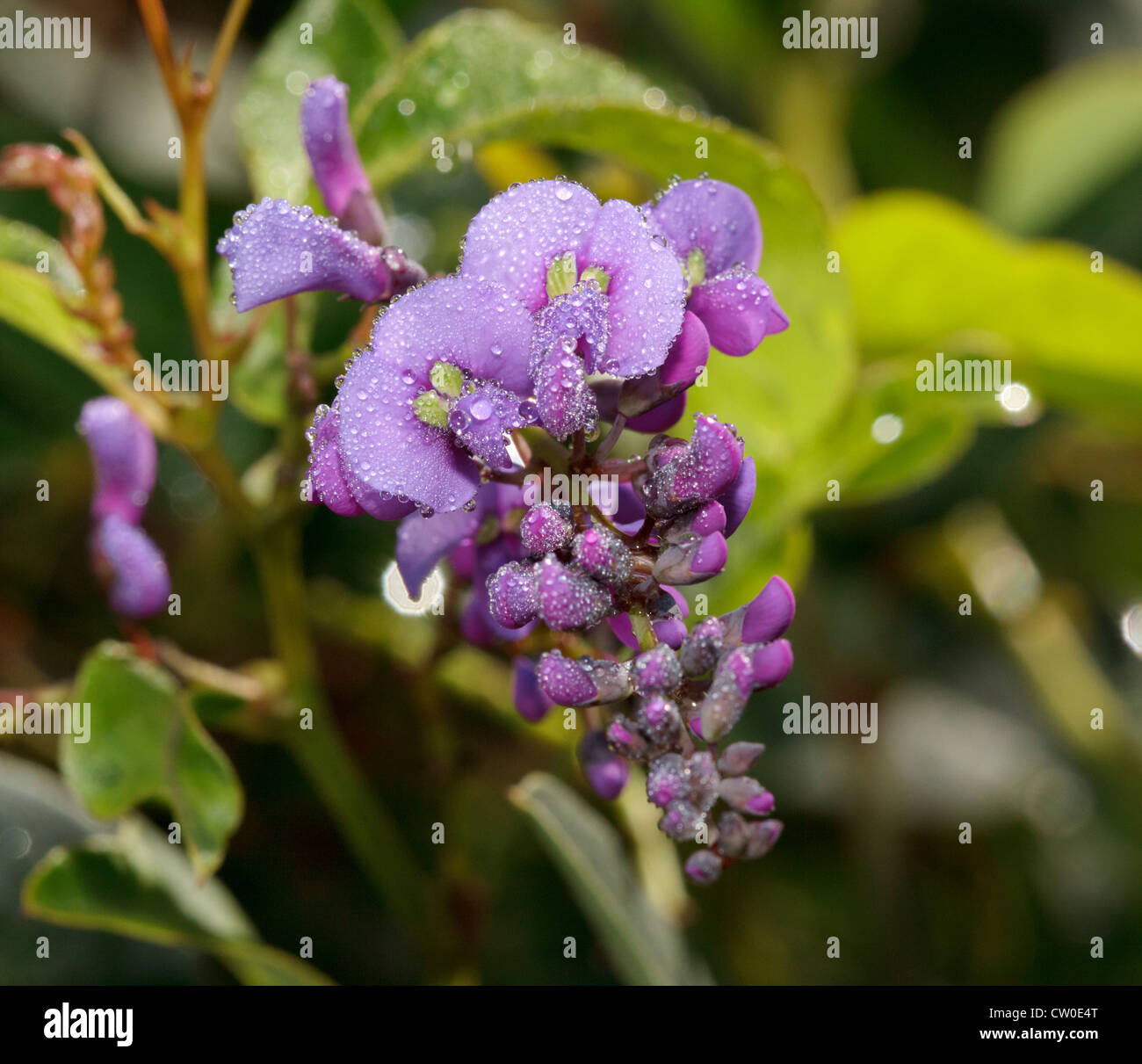 Hardenbergia violacea flowers. Stock Photo