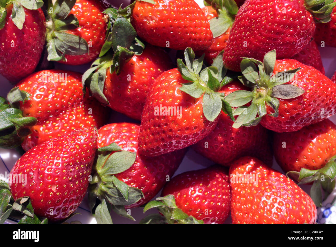 Many juicy strawberries in the sun Stock Photo