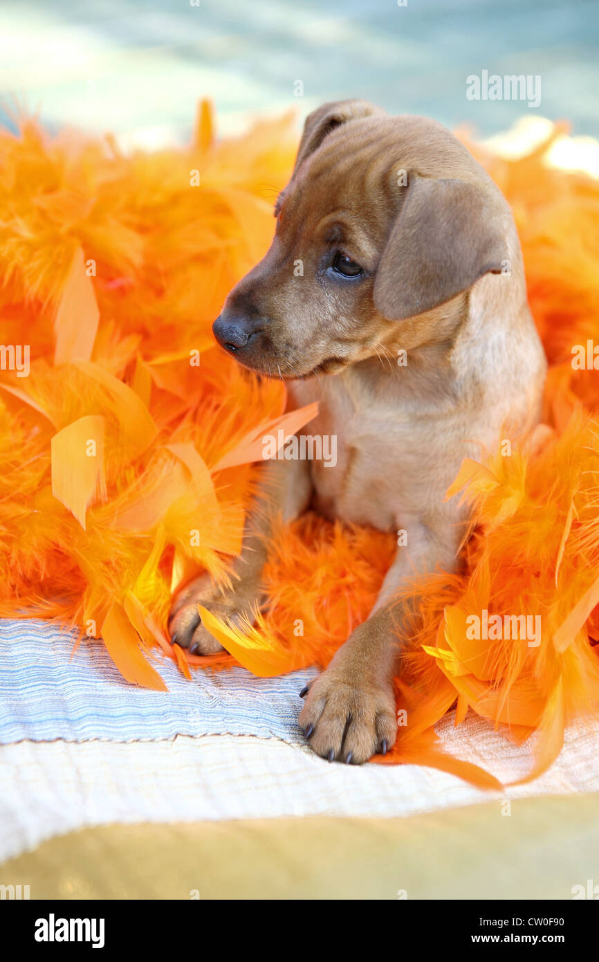 The Miniature Pinscher puppy, 1,5 months old Stock Photo