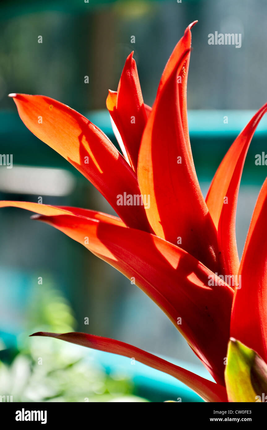 Floral Background - Blooming bromelia, closeup. Stock Photo