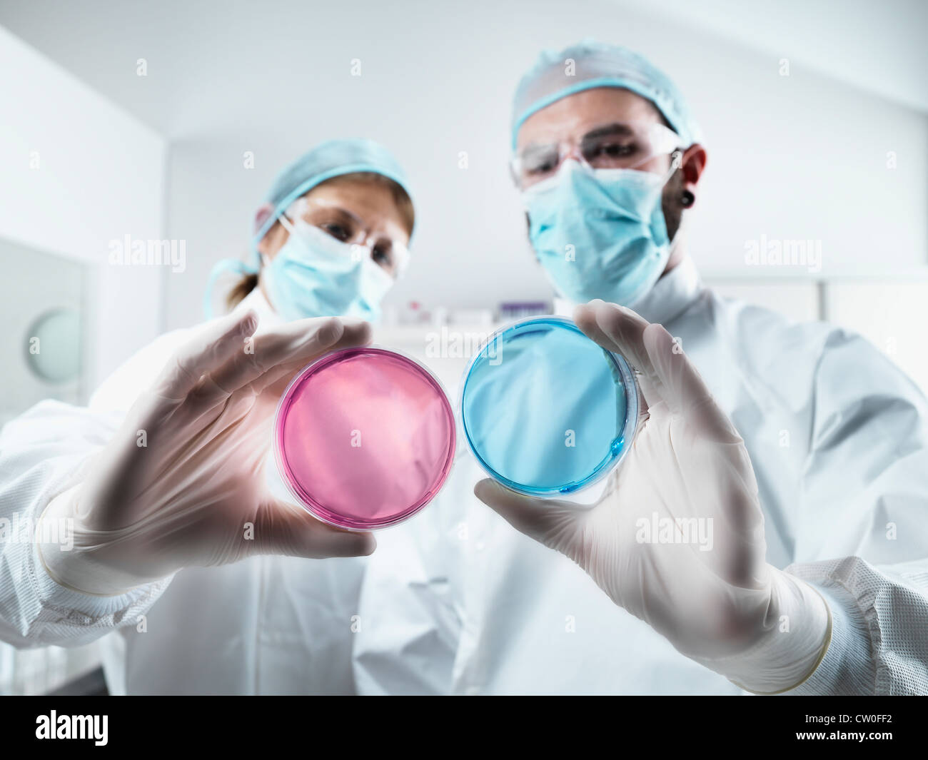 Scientists examining petri dishes in lab Stock Photo