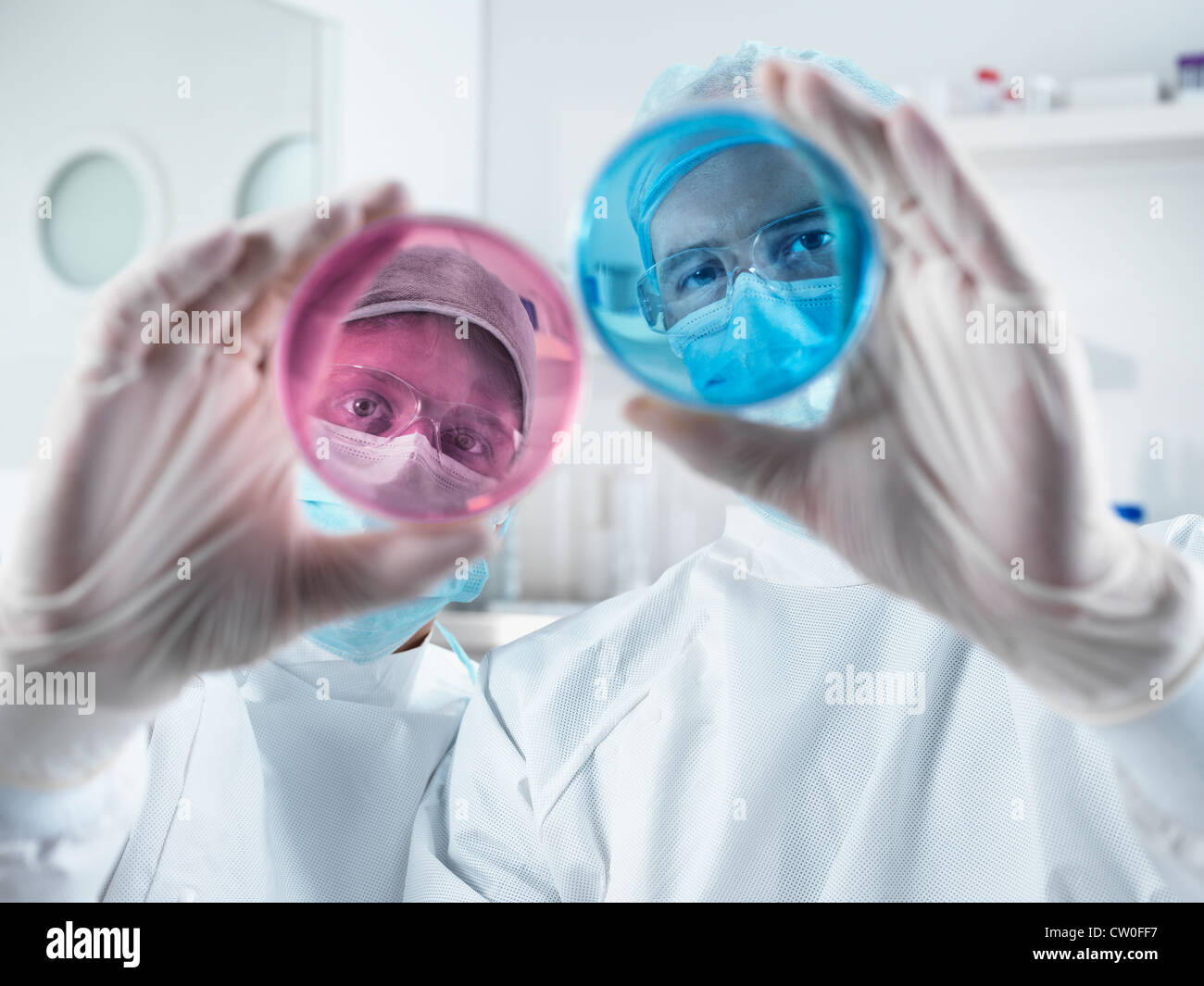 Scientists examining petri dishes in lab Stock Photo