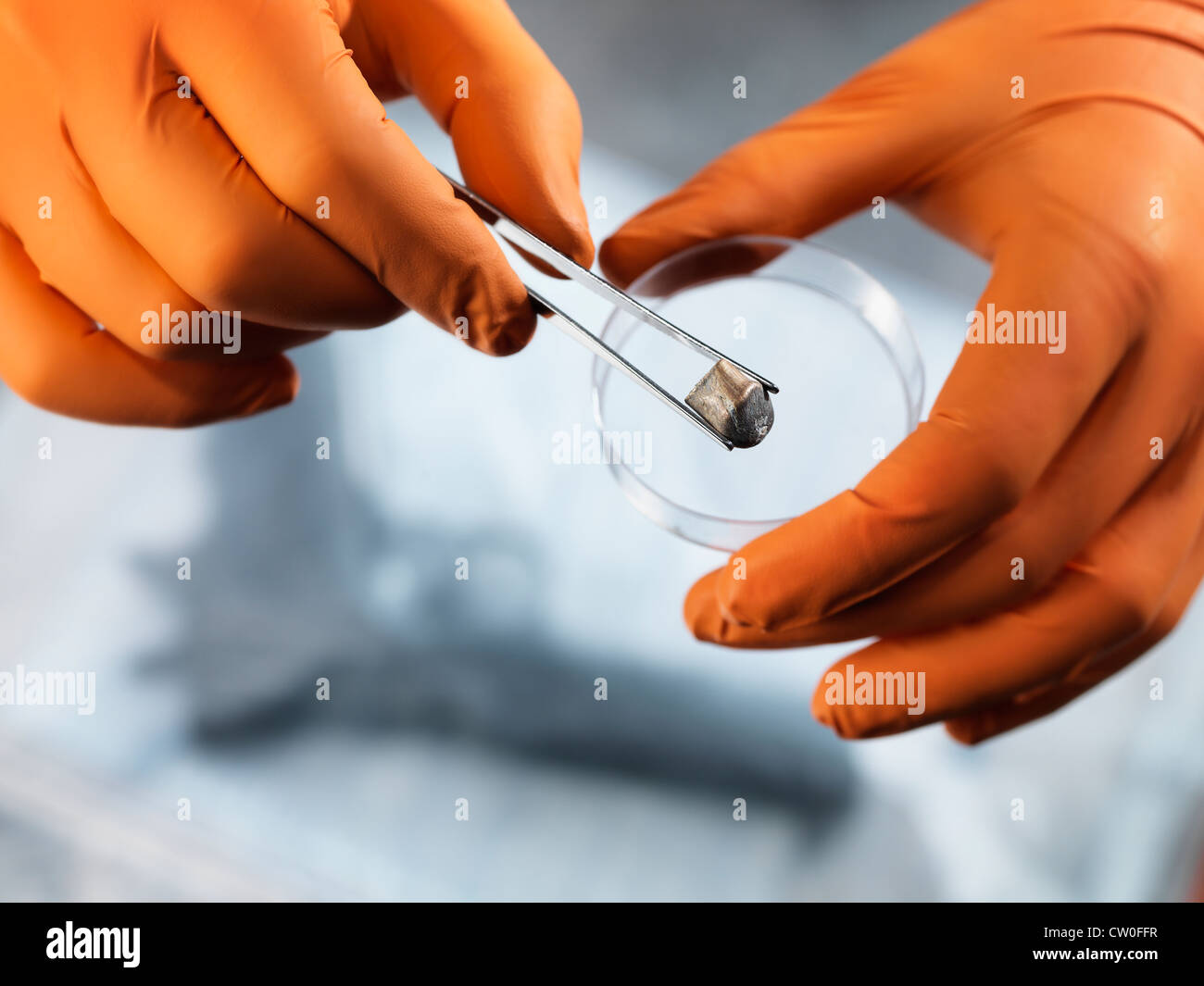 Scientist placing bullet in petri dish Stock Photo