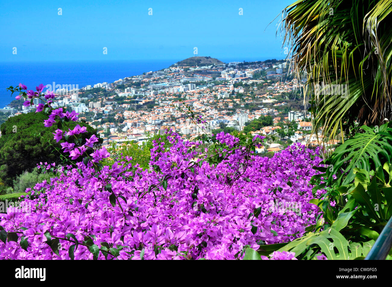 Funchal madeira hillside hires stock photography and images Alamy