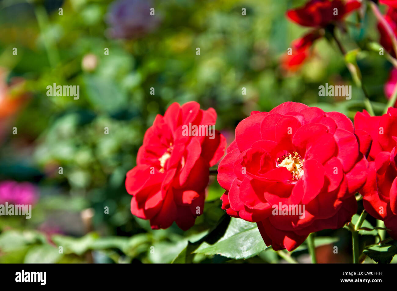 Floral background - Red rose europeana Stock Photo