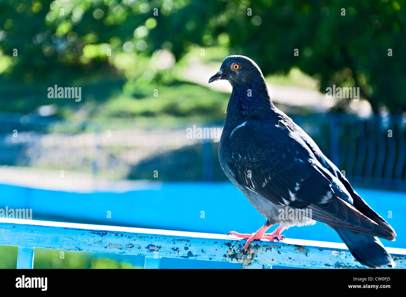 The blue rock pigeon sits on a handrail in city park Stock Photo