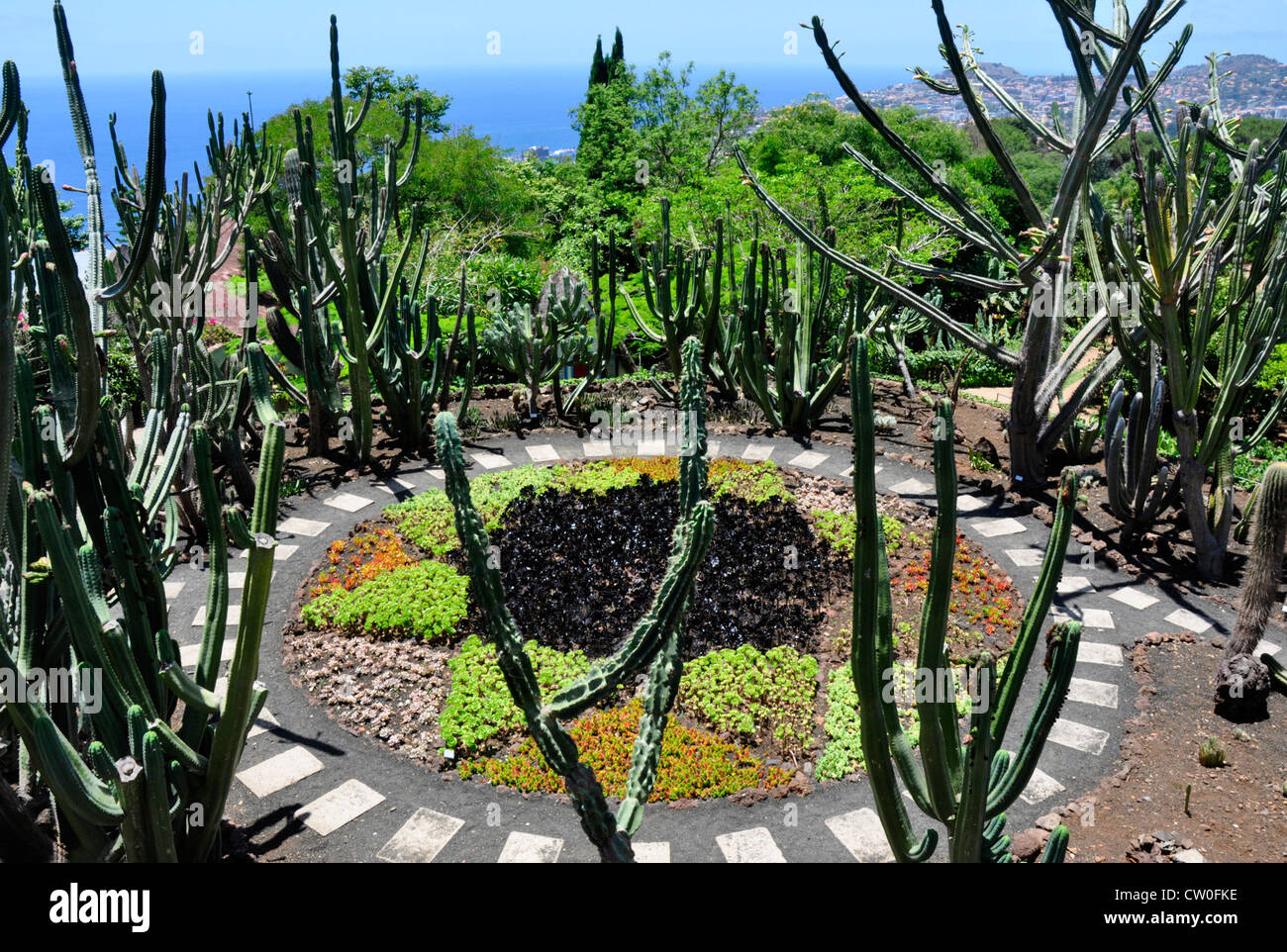 Portugal - Madeira - Botanical Gdns - formal layout of succulent plants - cactus etc - backdrop of blue sky and sea - sunshine Stock Photo