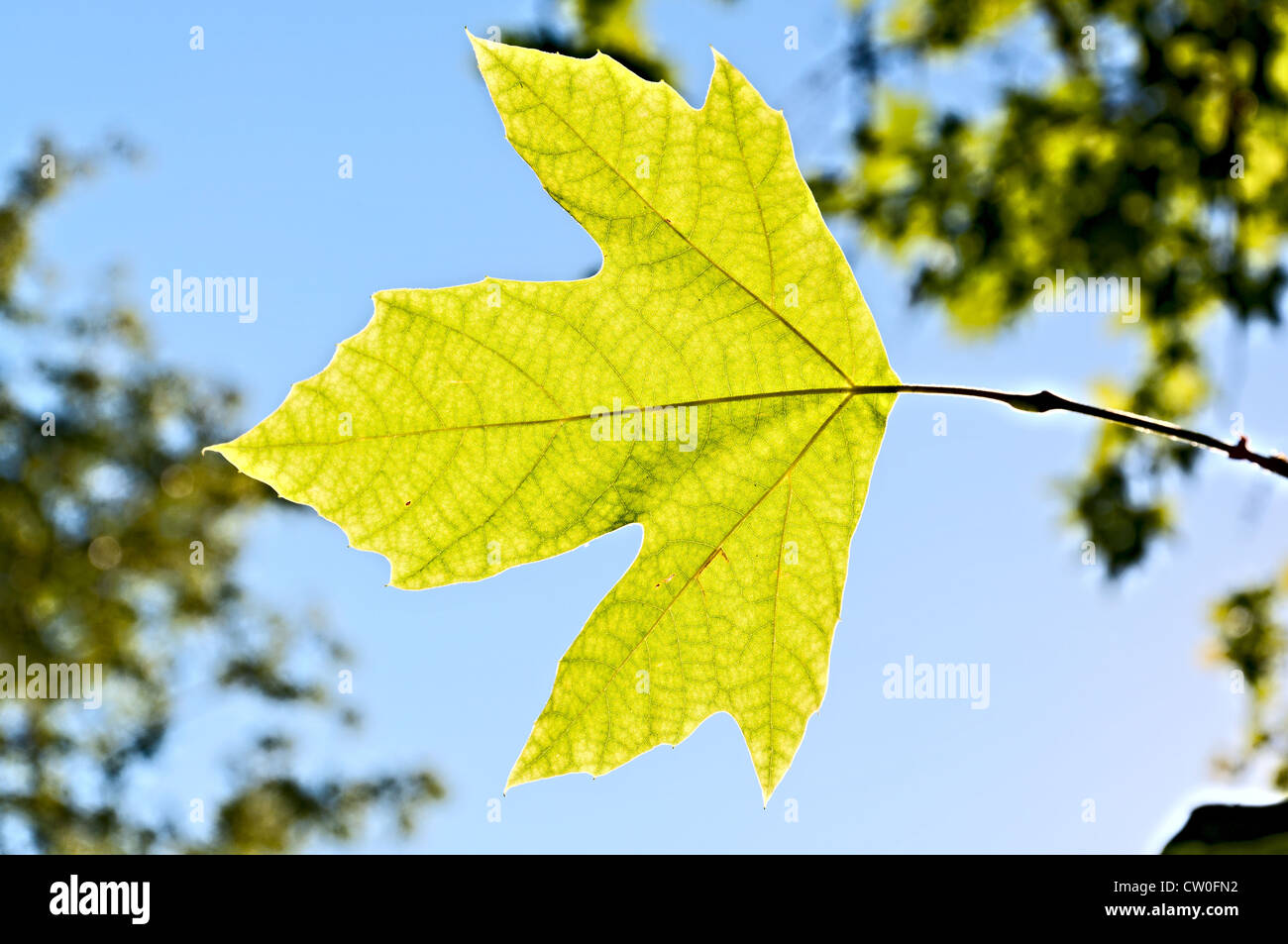 Lonely leaf of a plane tree, against the blue sky and green foliage ...