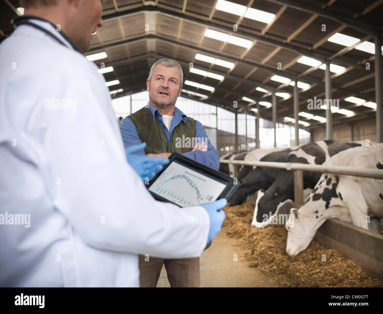 Farmer and veterinarian talking by cows Stock Photo