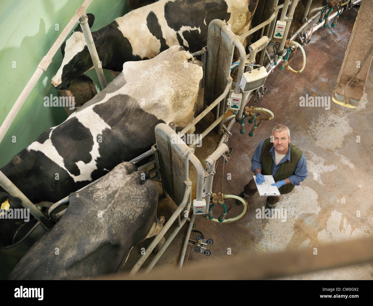 Farmer working in milking parlor Stock Photo
