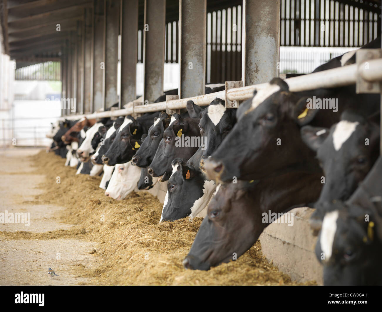 Cows eating hay in barn Stock Photo