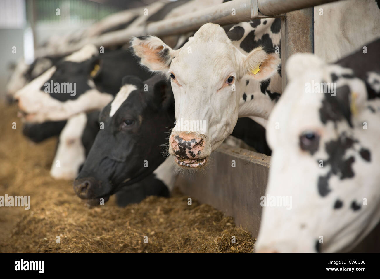 Cows eating hay in barn Stock Photo
