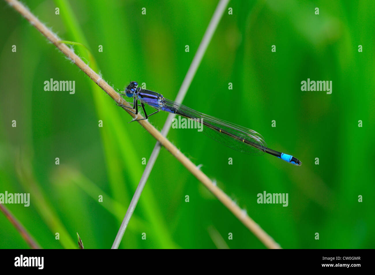 A blue-tailed damselfly on a reed UK Stock Photo