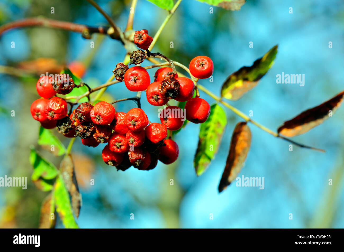 Berries sky hi-res stock photography and images - Alamy