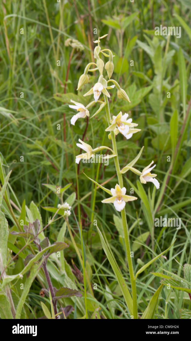 Marsh Helleborine, Epipactis palustris var. ochraleuca, growing in a fen in Hampshire, UK Stock Photo