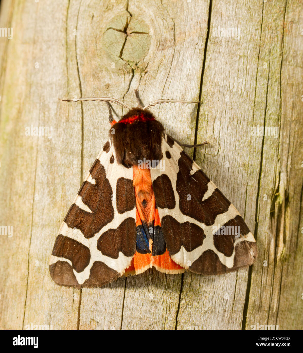 Garden Tiger Moth 'Arctia caja' on wooden post Stock Photo