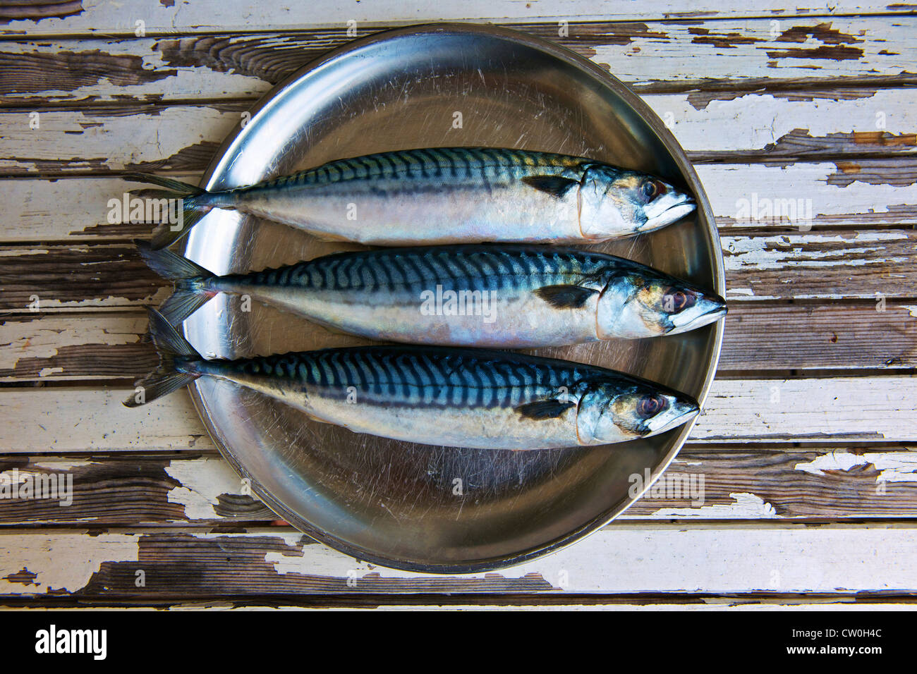 Close up of plate of mackerels Stock Photo