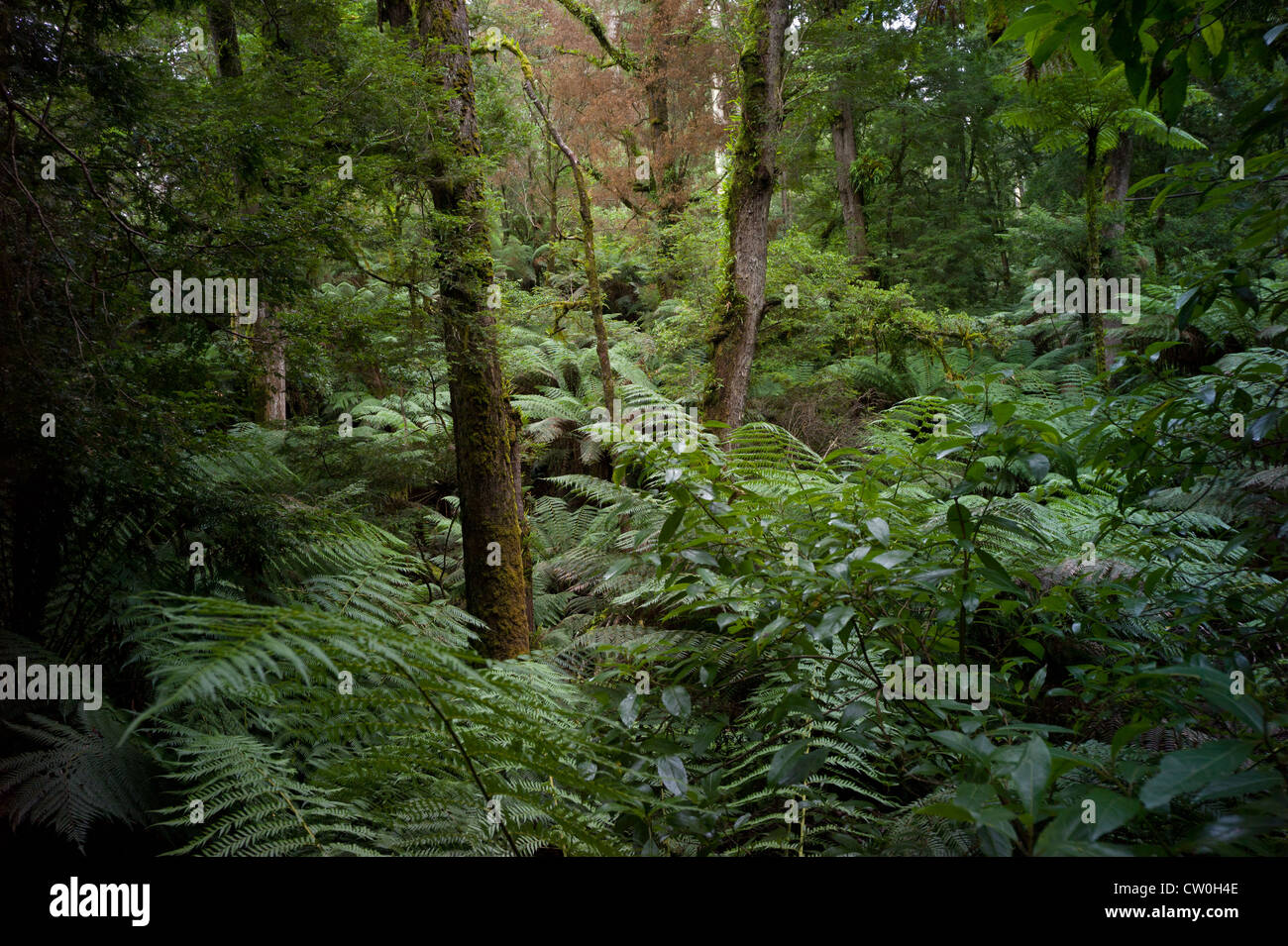 Trees Otway Ranges Rainforest Scene. Gum Trees and Giant Ferns in the Otway Ranges Stock ...