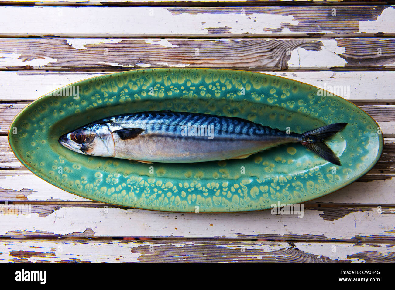 Close up of mackerel on plate Stock Photo