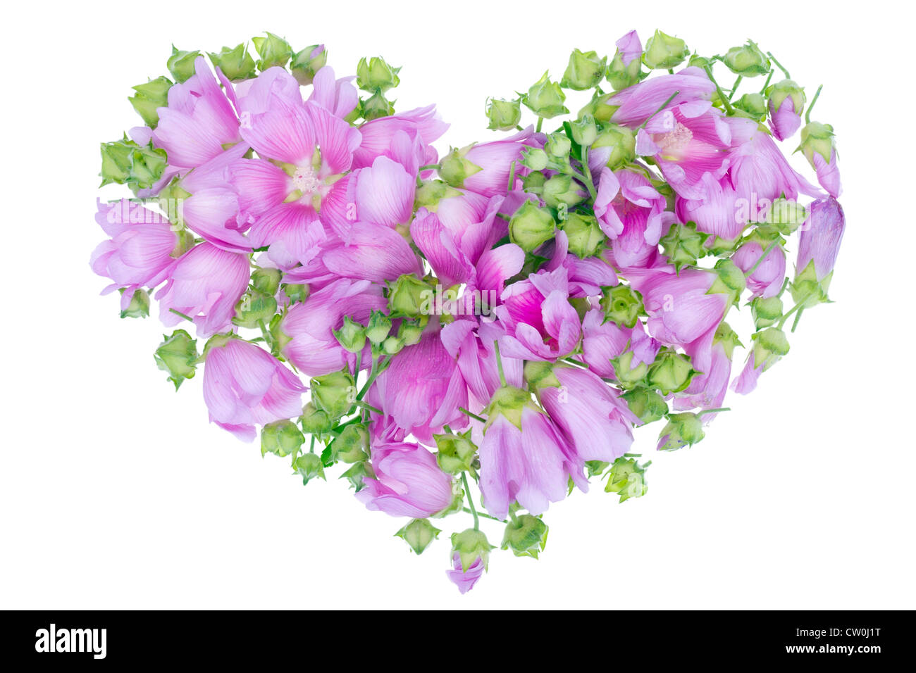 Gentle lonely pink isolated floral heart from summer Mallow flowers and buds Stock Photo
